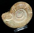 Perisphinctes Ammonite - Jurassic #5229-1